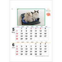 YK2054 B/8・犬と猫の散歩道【7月中旬以降出荷】 名入れカレンダー