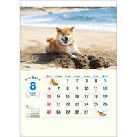 NK35 柴犬まるとおさんぽカレンダー【通常30営業日後納品】 名入れカレンダー